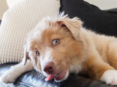 Een hond die de bank likt? Zo stopt het