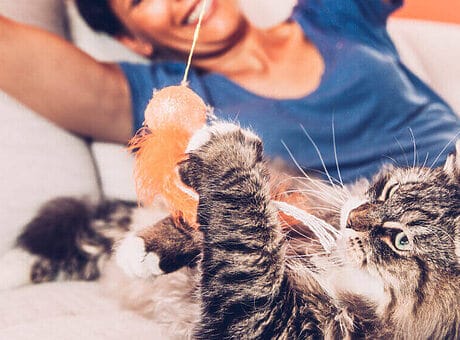 5x zo gebruikt de kat de bank niet meer als krabplank