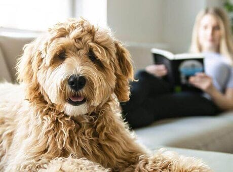 Kat of hond aanschaffen? Denk aan een huisdierbestendige bank